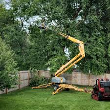 Best Fruit Tree Pruning  in Keewatin, MN