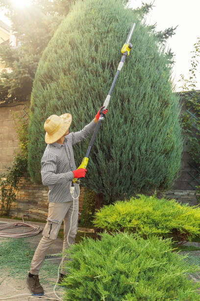 Best Commercial Tree Services  in Keewatin, MN