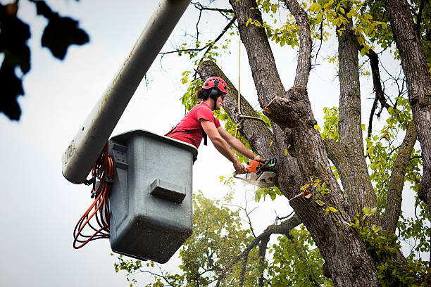 Best Stump Grinding and Removal  in Keewatin, MN